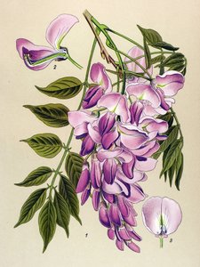 Planche botanique, plante vénéneuse : Glycine de Chine (Wistaria chinensis)