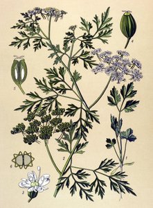 Planche botanique, plante vénéneuse : persil de chien ou faux persil (Aethusa cynapium)