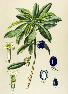 Planche botanique, plante vénéneuse (toxique) : Laurier (Daphne Laureola) - Unbekannter Künstler