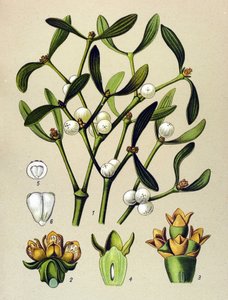 Tableau botanique, plante vénéneuse (toxique) : gui feuillu (Viscum album)