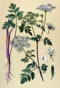 Planche botanique, plante vénéneuse : cerfeuil penché (Chaerophyllum temulum) - Unbekannter Künstler