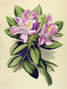 Planche botanique, plante vénéneuse (toxique) : rhododendron pontique (Rhododendron ponticum) - Unbekannter Künstler