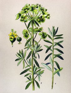 Planche botanique, plante vénéneuse (toxique) : euphorbe ronde ou euphorbe péplus (Euphorbia peplus)