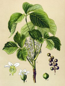 Planche botanique, plante vénéneuse : sumac grimpant (Rhus toxicodendron)