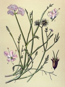 Planche botanique, plante vénéneuse (toxique) : oenanthe fistuleuse (Oenanthe fistulosa) - Unbekannter Künstler