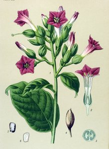Planche botanique, plante vénéneuse : tabac ornemental (Nicotiana tabacum) - Unbekannter Künstler