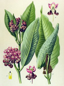 Tableau botanique, plante vénéneuse (toxique) : herbe à perruche (Asclepias Cornuti) - Unbekannter Künstler