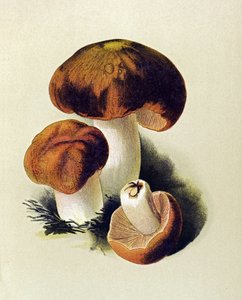 Planche botanique avec champignon toxique (vénéneux) : russule fétide (Russula foetens) - Unbekannter Künstler