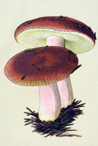 Planche botanique avec champignon toxique (vénéneux) : russule émétique (Russula emetica) - Unbekannter Künstler