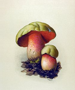 Planche botanique avec champignon toxique (vénéneux) : bolet du loup (Boletus lupinus) - Unbekannter Künstler