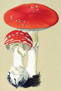 Planche botanique avec champignon toxique : amanite tue-mouches (Amanita muscaria) - Unbekannter Künstler