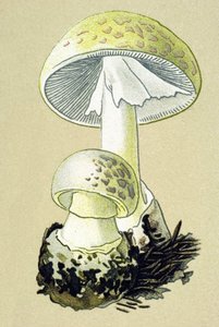 Planche botanique avec champignon toxique : amanite phalloïde (Amanita phalloides)