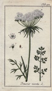 Botanique : fleur de carotte - Fleurs et feuilles de carotte, Daucus carota. Gravure sur cuivre coloriée à la main d