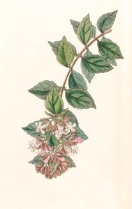 Illustration botanique / Abelia chinensis / Abelia rupestris / Abélia de Chine - Unbekannt