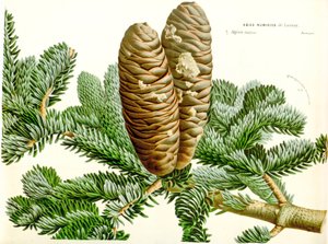 Illustration botanique / Abies numidica / Sapin d