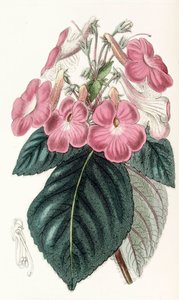 Illustration botanique / Achimenes grandiflora / Achimène à grandes fleurs