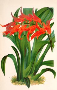 Illustration botanique / Ada aurantiaca - Unbekannt