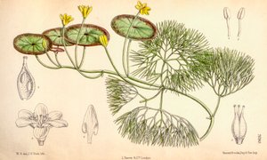 Illustration botanique/Cabomba aquatica