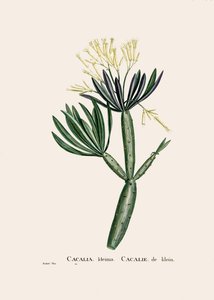Illustration botanique/Redoubt/Senecio kleinia/Seneçon - William M. Timlin