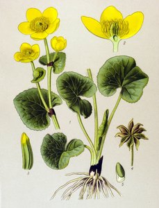 Planche botanique, plante vénéneuse : Populage des marais (Caltha palustris) - Unbekannter Künstler