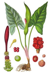 Planche botanique : arum tacheté (Arum sauvage ou Arum maculatum), plante médicinale, chromolithographie historique - Unbekannter Künstler