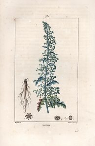 Botris (Chenopodium botrys) - Gravure par Lambert fils, d