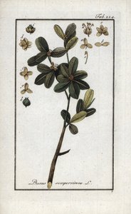 Buis ou buis toujours vert (Buxus sempervirens). Lithographie de « Afbeelding der Artseny-Gewassen » par Johannes Zorn (1739-1799), Pays-Bas - Unbekannter Künstler