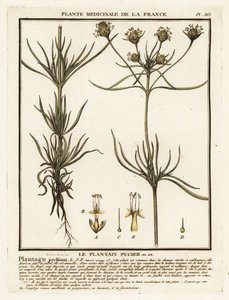 Plantain ramifié, Plantago indica - Unbekannter Künstler