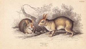 Lapin brésilien