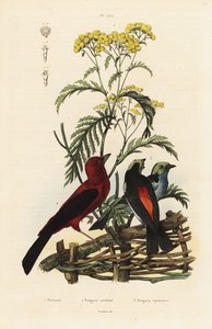 Tangara écarlate, Ramphocelus bresilius, et tangara du paradis, Tangara chilensis - Unbekannt