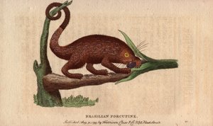 Porc-épic brésilien (Coendou prehensilis), porc-épic américain semi-arboricole des régions tropicales, dont la queue préhensile lui permet de grimper aux arbres - Unbekannter Künstler