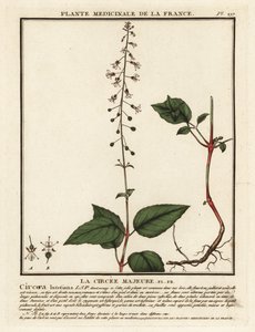Circée de Paris, Circaea lutetiana - Unbekannter Künstler