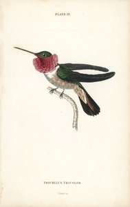 Colibri à queue large, Selasphorus platycercus (Colibri tricolore, Trochilus tricolor). Gravure sur acier colorée par William Lizars de la Naturalist