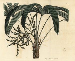 Palmier à feuilles larges, Rhapis excelsa - Unbekannt