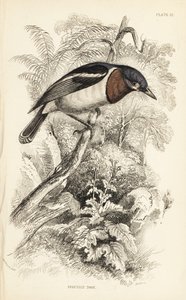 Gobemouche à gorge brune, Platysteira cyanea (Todier à gorge brune, Platystera lobata). Gravure sur acier coloriée à la main par William Lizars d