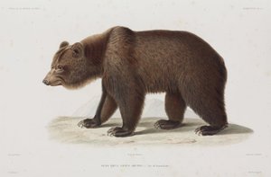 Ours brun, Kamtchatka, Russie - Unbekannt