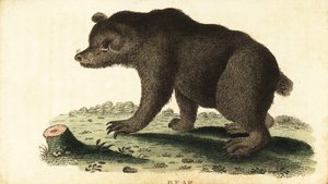 Ours brun, Ursus arctos - Unbekannter Künstler