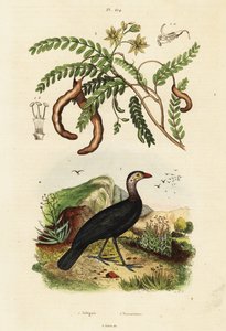 Dindon brosse et tamarin.,1834-1839 (gravure) - Unbekannter Künstler