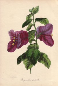 Bougainvillier spectabilis. Lithographie coloriée à la main dessinée par Samuel Holden pour Sir Joseph Paxton dans "Magazine of Botany," Londres, W.S. Orr - Unbekannter Künstler