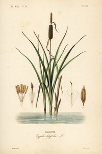 Massette