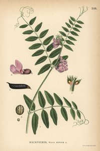 Vesce des haies, Vicia sepium - Unbekannter Künstler