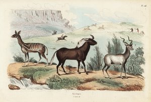 Guib harnaché, Tragelaphus scriptus 1, gnou à queue blanche ou gnou noir, Connochaetes gnou 2, grand koudou, Tragelaphus strepsiceros 3