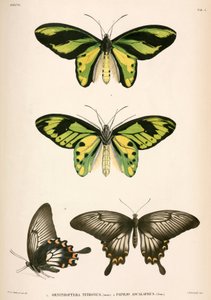 Papillons, Indonésie - Unbekannt