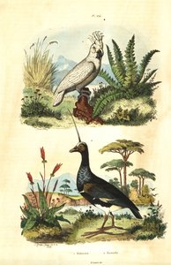 Cacatua galerita, Cacatoès à huppe jaune, et kamichi cornu, Anhima cornuta - Unbekannt