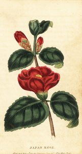 Camélia ou rose du Japon, Camellia japonica (gravure) - Unbekannter Künstler