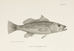 Camotillo, Océan Pacifique, vers 1832-1836 - Unbekannter Künstler