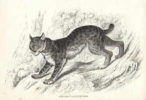 Lynx du Canada, Lynx canadensis (Felis canadensis). Lithographie en couleur de la Galerie d
