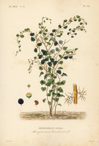 Liane de lune canadienne, Menispermum canadense - Unbekannt
