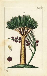 Dragonnier des Canaries, Dracaena draco. Vulnérable - Unbekannter Künstler
