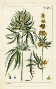 Plante de cannabis, Cannabis sativa - Unbekannter Künstler
